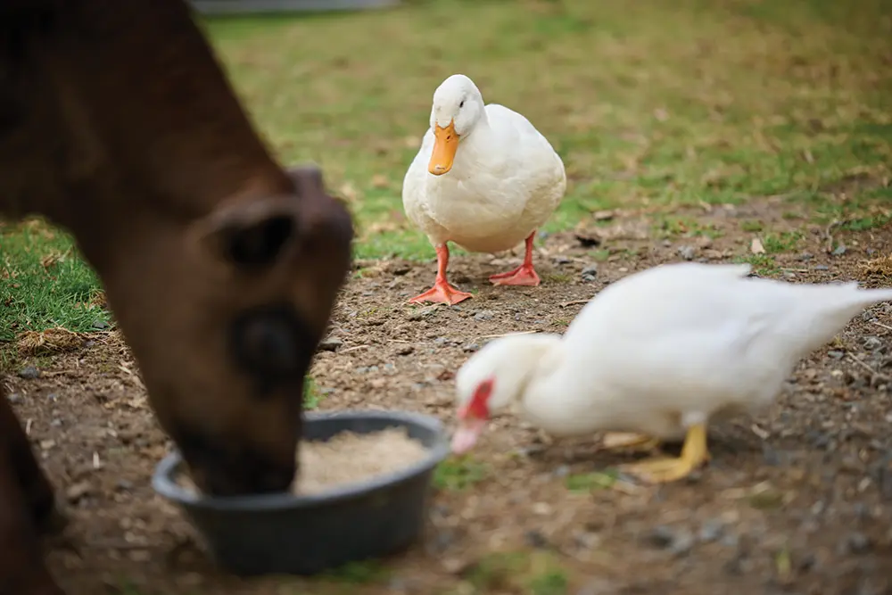 Brown cow eating seeds with two white ducks in the background. Photography by andrewcraig.com.au