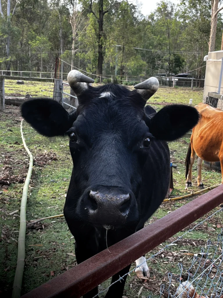 Black cow (named Evie) looking happy in the field after being rescued