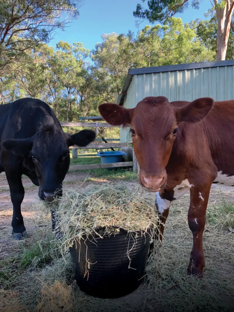 Brown and black cows eating out of a black bucket with hay