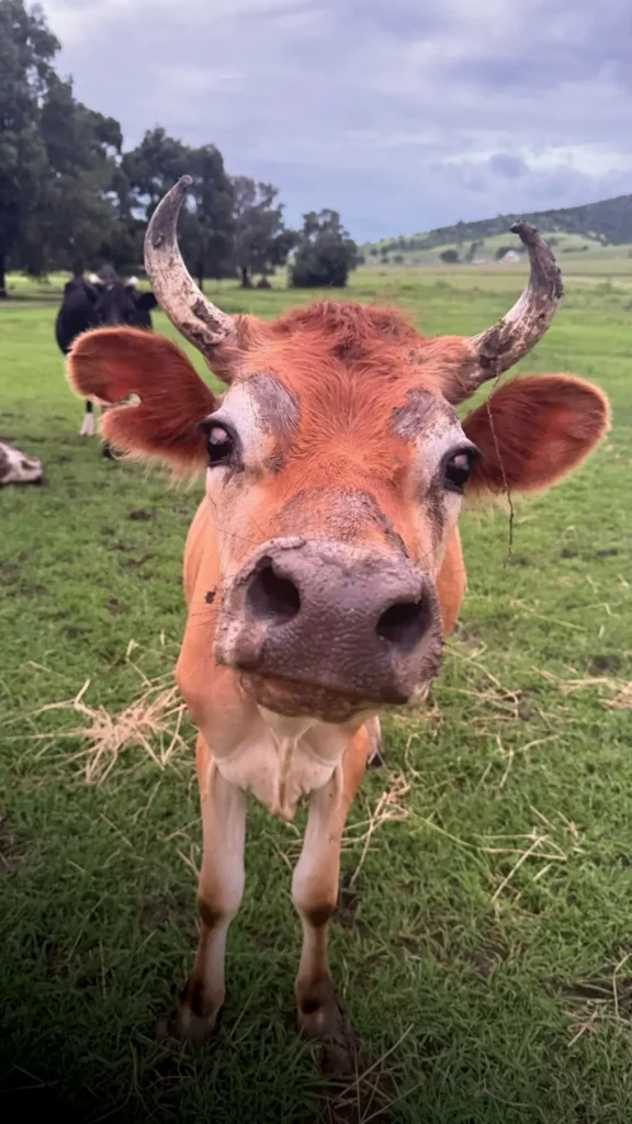 Brown rescue cow (named Donkey) looking happy in field