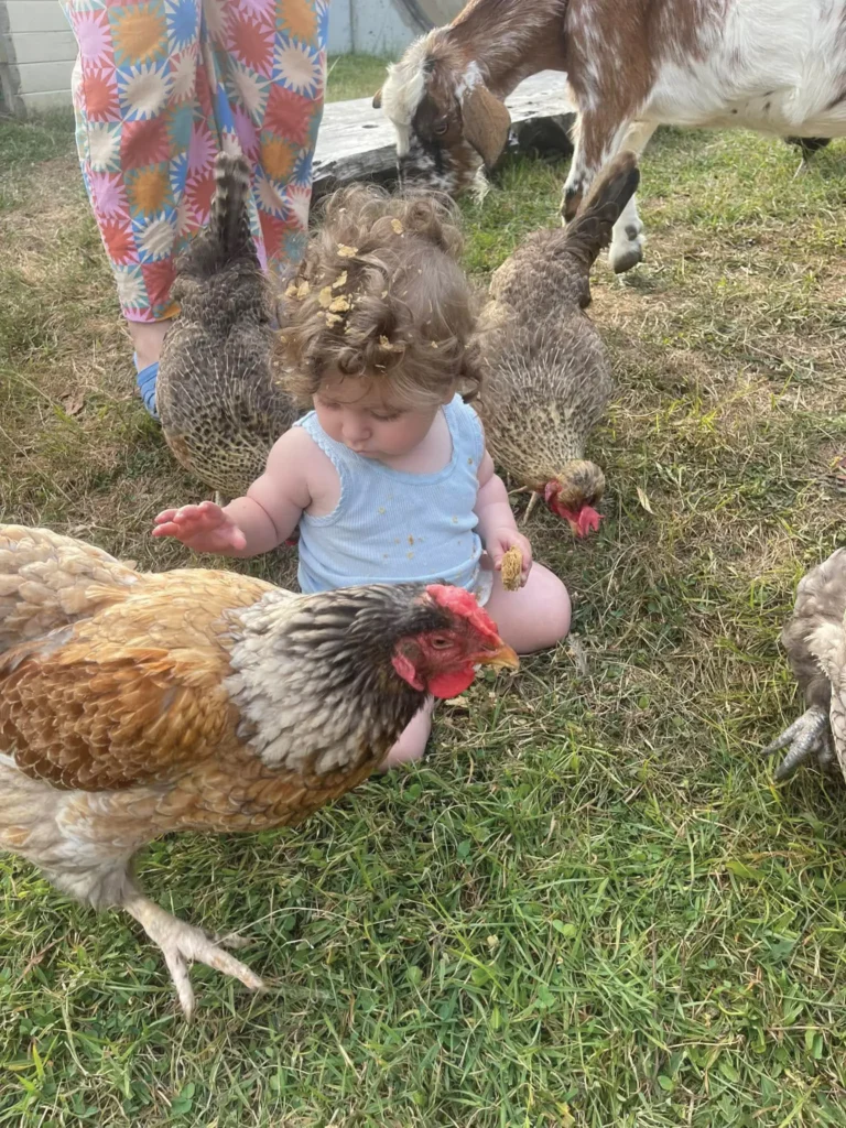 Toddler with curly hair, sitting and patting chicken. Surrounded by chickens and dow, with female standing behind toddler