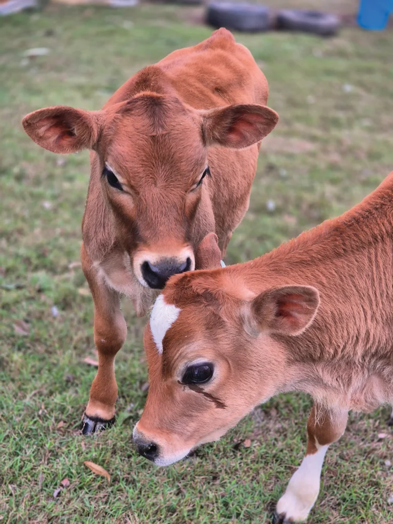 Two brown calves