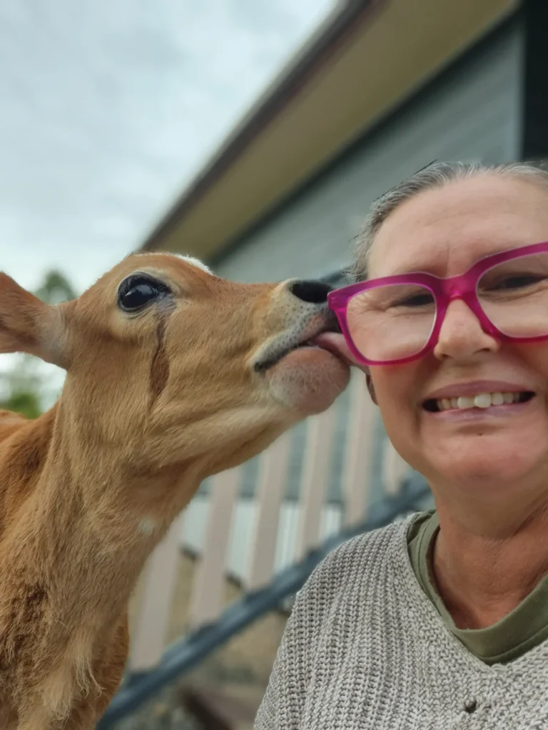 Brown calf (named Teddy) licking the face him is adopter (woman wearing pink glasses)